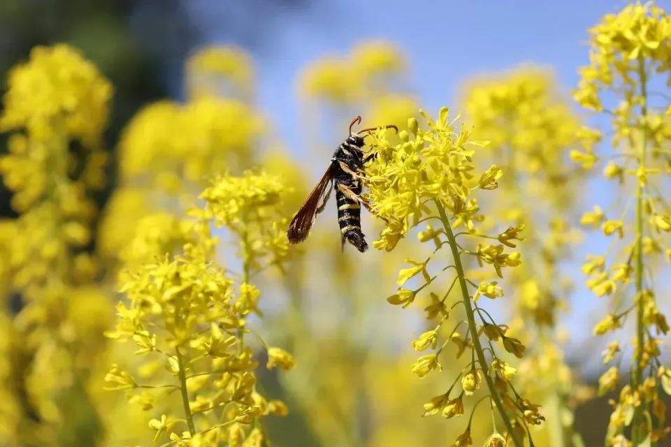 Wasp — Pest Control